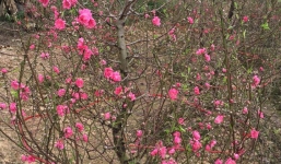 Hoa đào nở rực rỡ đón Tết sớm